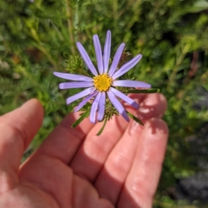 Olearia tenuifolia at Tennent, ACT - 18 Nov 2021