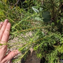 Olearia tenuifolia at Tennent, ACT - 18 Nov 2021 10:08 AM