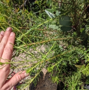 Olearia tenuifolia at Tennent, ACT - 18 Nov 2021