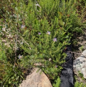 Olearia tenuifolia at Tennent, ACT - 18 Nov 2021