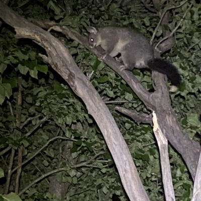 Trichosurus vulpecula (Common Brushtail Possum) at QPRC LGA - 18 Nov 2021 by Steve_Bok