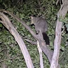 Trichosurus vulpecula at Jerrabomberra, NSW - 18 Nov 2021 09:52 PM