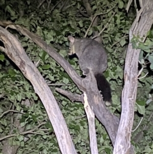 Trichosurus vulpecula at Jerrabomberra, NSW - 18 Nov 2021 09:52 PM