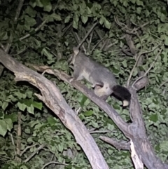 Trichosurus vulpecula at Jerrabomberra, NSW - 18 Nov 2021 09:52 PM