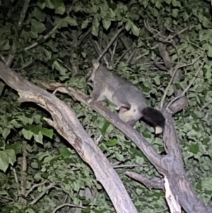 Trichosurus vulpecula at Jerrabomberra, NSW - 18 Nov 2021 09:52 PM