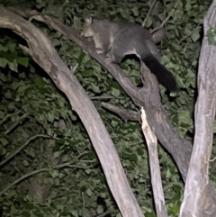 Trichosurus vulpecula at Jerrabomberra, NSW - 18 Nov 2021 09:52 PM