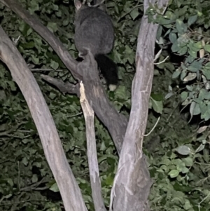 Trichosurus vulpecula at Jerrabomberra, NSW - 18 Nov 2021 09:52 PM