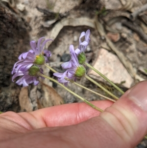 Calotis scabiosifolia var. integrifolia at Tennent, ACT - 18 Nov 2021