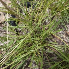 Calotis scabiosifolia var. integrifolia at Tennent, ACT - 18 Nov 2021