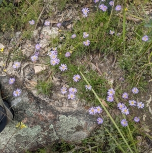 Calotis scabiosifolia var. integrifolia at Tennent, ACT - 18 Nov 2021