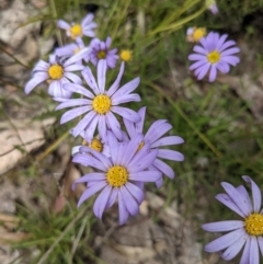 Calotis scabiosifolia var. integrifolia at Tennent, ACT - 18 Nov 2021