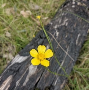 Ranunculus lappaceus at Tennent, ACT - 18 Nov 2021