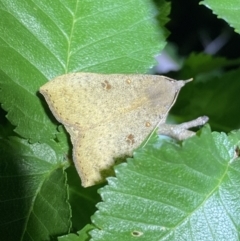 Rhapsa suscitatalis (Wedged Rhapsa) at Jerrabomberra, NSW - 18 Nov 2021 by Steve_Bok