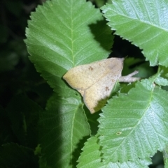 Rhapsa suscitatalis at Jerrabomberra, NSW - 18 Nov 2021