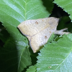 Rhapsa suscitatalis at Jerrabomberra, NSW - 18 Nov 2021