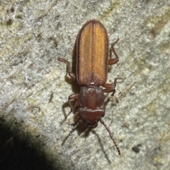 Platisus sp. (genus) (Flat bark beetle) at Jerrabomberra, NSW - 18 Nov 2021 by Steve_Bok