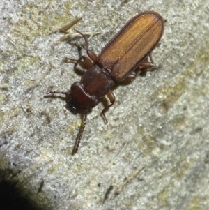 Platisus sp. (genus) at Jerrabomberra, NSW - 18 Nov 2021