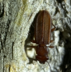 Platisus sp. (genus) at Jerrabomberra, NSW - 18 Nov 2021 09:41 PM