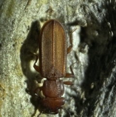 Platisus sp. (genus) at Jerrabomberra, NSW - 18 Nov 2021 09:41 PM