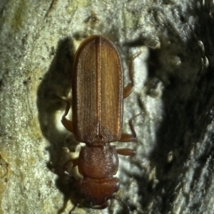 Platisus sp. (genus) at Jerrabomberra, NSW - 18 Nov 2021
