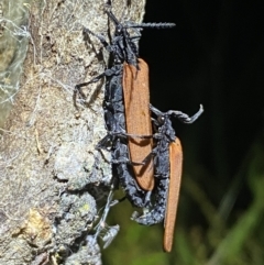 Porrostoma rhipidium (Long-nosed Lycid (Net-winged) beetle) at Jerrabomberra, NSW - 18 Nov 2021 by Steve_Bok