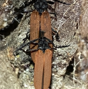 Porrostoma rhipidium at Jerrabomberra, NSW - 18 Nov 2021