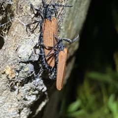 Porrostoma rhipidium at Jerrabomberra, NSW - 18 Nov 2021