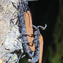 Porrostoma rhipidium at Jerrabomberra, NSW - 18 Nov 2021 09:49 PM