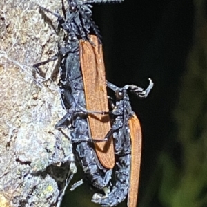 Porrostoma rhipidium at Jerrabomberra, NSW - 18 Nov 2021 09:49 PM