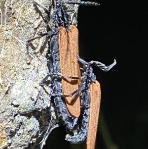 Porrostoma rhipidium at Jerrabomberra, NSW - 18 Nov 2021