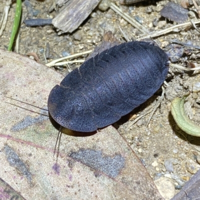 Laxta sp. (genus) (Bark cockroach) at QPRC LGA - 18 Nov 2021 by Steve_Bok