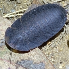 Laxta sp. (genus) at Jerrabomberra, NSW - 18 Nov 2021