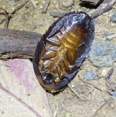 Laxta sp. (genus) at Jerrabomberra, NSW - 18 Nov 2021