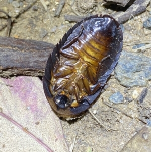 Laxta sp. (genus) at Jerrabomberra, NSW - 18 Nov 2021