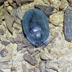 Pterohelaeus sp. (genus) (Pie-dish beetle) at QPRC LGA - 18 Nov 2021 by Steve_Bok