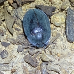 Pterohelaeus piceus (Pie-dish beetle) at Jerrabomberra, NSW - 18 Nov 2021 by SteveBorkowskis