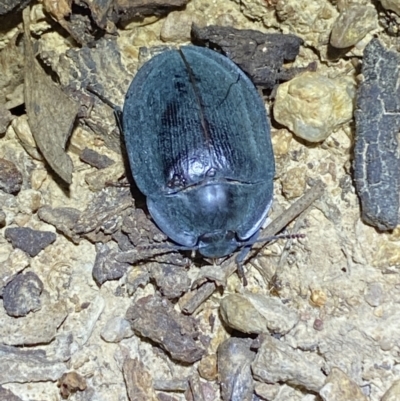 Pterohelaeus sp. (genus) (Pie-dish beetle) at Jerrabomberra, NSW - 18 Nov 2021 by Steve_Bok