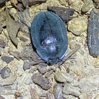 Pterohelaeus piceus (Pie-dish beetle) at Jerrabomberra, NSW - 18 Nov 2021 by SteveBorkowskis