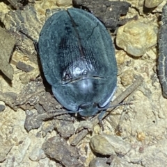 Pterohelaeus sp. (genus) at Jerrabomberra, NSW - 18 Nov 2021