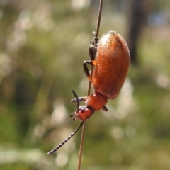 Ecnolagria grandis (Honeybrown beetle) at Acton, ACT - 16 Nov 2021 by HelenCross