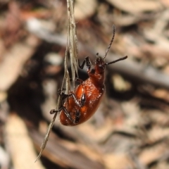 Ecnolagria grandis at Acton, ACT - 16 Nov 2021 12:59 PM