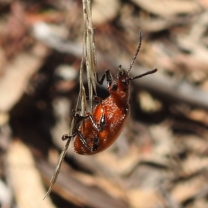 Ecnolagria grandis at Acton, ACT - 16 Nov 2021 12:59 PM