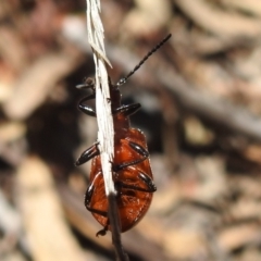 Ecnolagria grandis at Acton, ACT - 16 Nov 2021