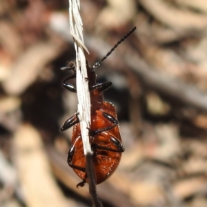 Ecnolagria grandis at Acton, ACT - 16 Nov 2021