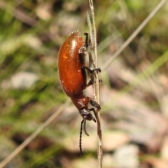 Ecnolagria grandis at Acton, ACT - 16 Nov 2021 12:59 PM