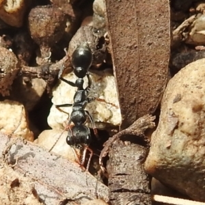 Myrmecia sp., pilosula-group at Acton, ACT - 18 Nov 2021