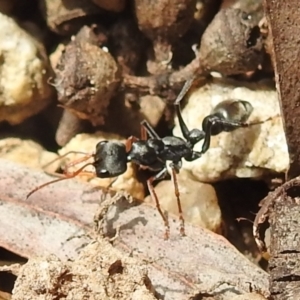 Myrmecia sp., pilosula-group at Acton, ACT - 18 Nov 2021