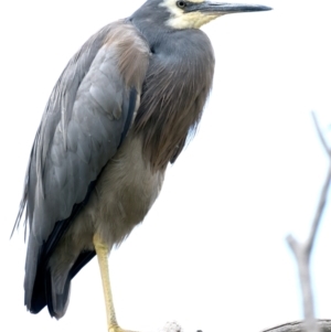 Egretta novaehollandiae at Pialligo, ACT - 17 Nov 2021 09:47 AM