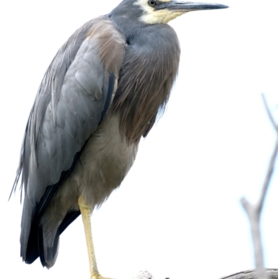 Egretta novaehollandiae (White-faced Heron) at Pialligo, ACT - 17 Nov 2021 by jb2602