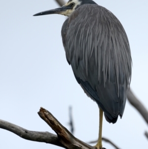 Egretta novaehollandiae at Pialligo, ACT - 17 Nov 2021 09:47 AM